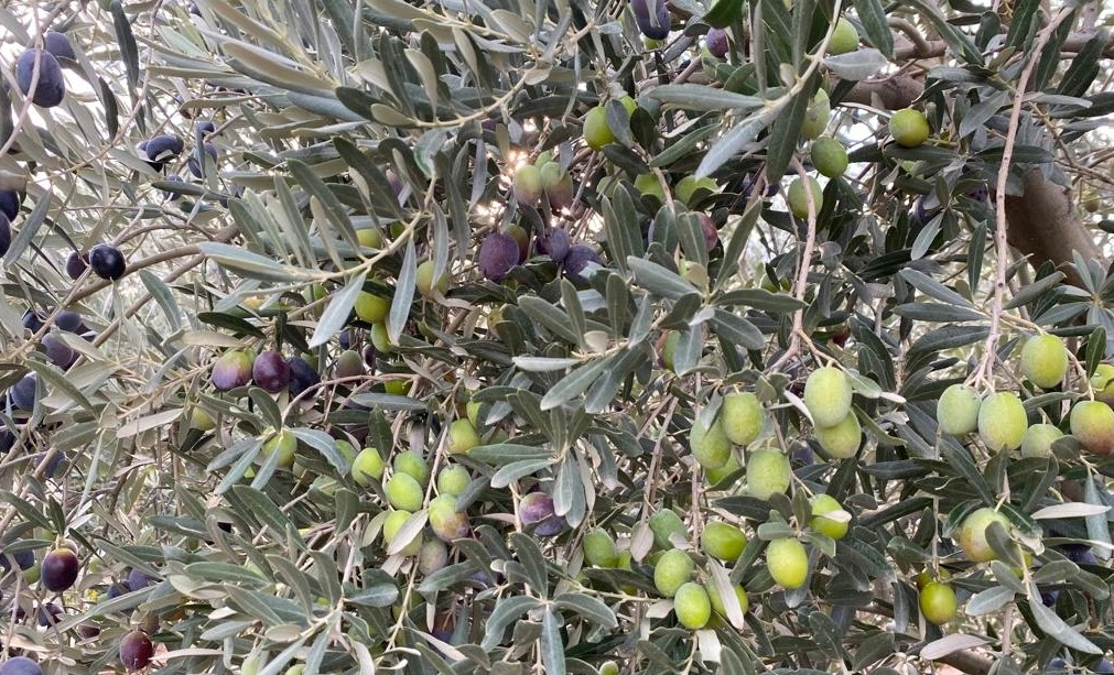 Sofralık Zeytin İhracatında Yeni Bir Zirve: Tarihi Rekor Kırıldı