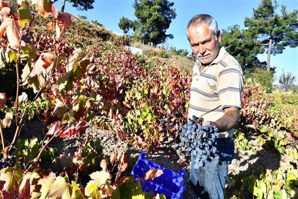 İzmir Büyükşehir Belediyesi 10 ton Kavacık üzümü dağıtıyor