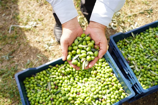 Orhangazi, 46. Zeytin Festivali’ne hazırlanıyor