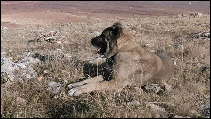 Nesli Tükenmek Üzere Olan Şanlıurfa Gürehi Korunması Gerekli