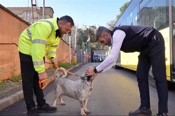 İETT, 3 garajı için 5 sokak hayvanını sahiplendi