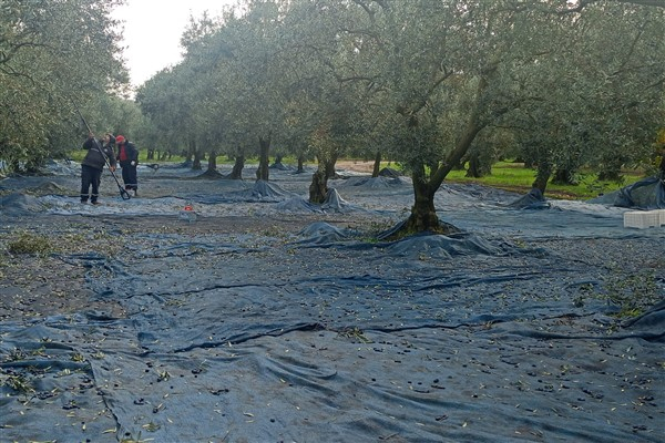 Orhangazi Belediye, zeytin ve zeytinyağı markasını çıkartıyor