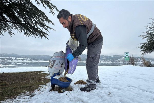 Çorum Belediyesi yaban hayvanlarını unutmadı