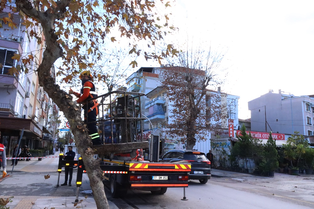 Yalova'da budama çalışması gerçekleştirildi