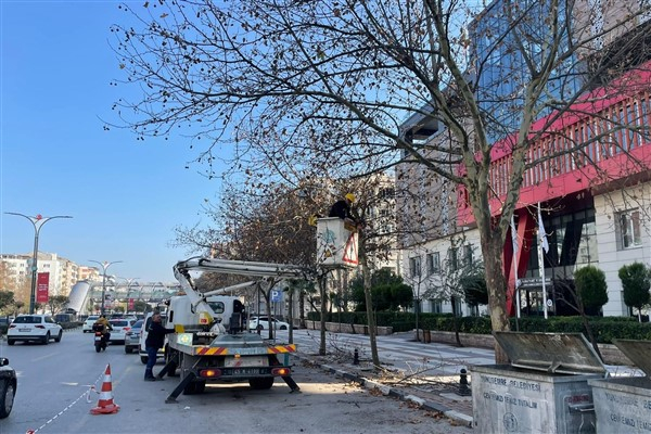 Manisa Mimar Sinan Bulvarı’ndaki çınar ağaçlarına kış bakımı yapıldı