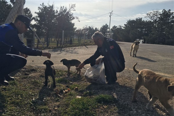 Çorum Belediyesi Zabıta ekipleri, sokak hayvanlarını besledi