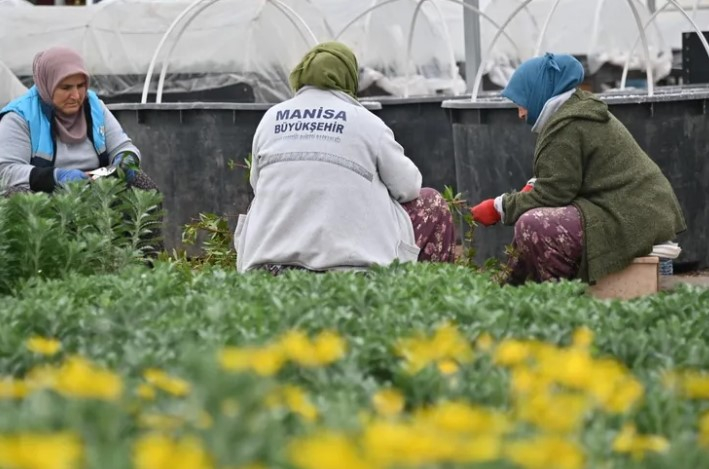 Manisa, Az Su Tüketen Bitkilerle Yeşilleniyor