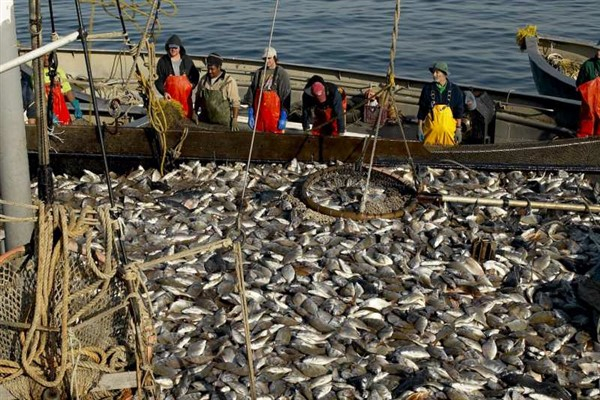 Rusya, Karadeniz'den gelen balık ve deniz ürünleri üzerindeki denetimi sıkılaştırıyor