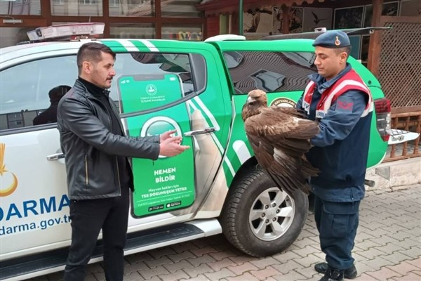 Karaman'da yaralı bulunan Kızıl Şahin tedavi altına alındı