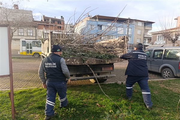 Gemlik'te park ve yeşil alanlarda budama çalışmaları sürüyor