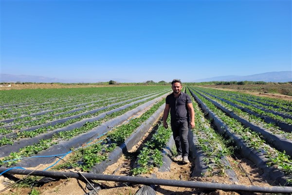 Aydın'da çilek fideleri toprakla buluştu