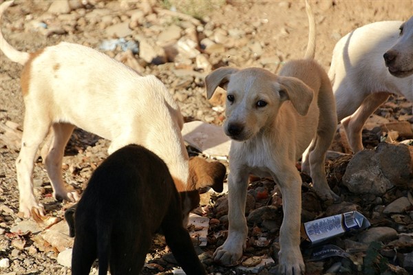 Bakan Yumaklı: Başıboş köpek sayısının 4 milyona yakın olduğu tahmin edilmektedir