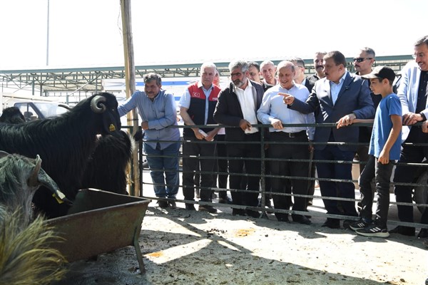 Başkan Gürkan, Canlı Hayvan Pazarında incelemelerde bulundu