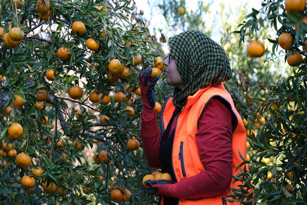 Bodrum mandalinası tüm Türkiye’de