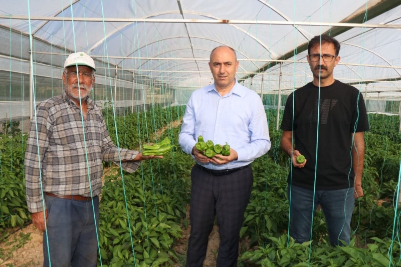 Bozova Belediyesi seralarında ilk hasat başladı