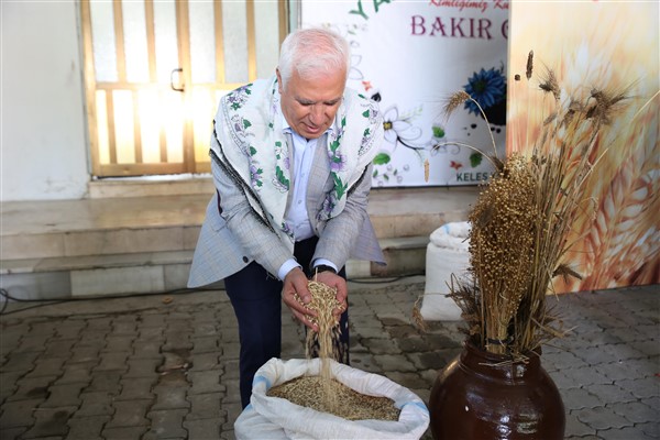 Bursa Büyükşehir Belediyesi, çiftçilerden siyez buğdayı alımı yaptı 