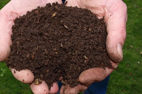 Büyükkılıç, 1000 ton yem bitkisi tohumu desteği sağlayacak