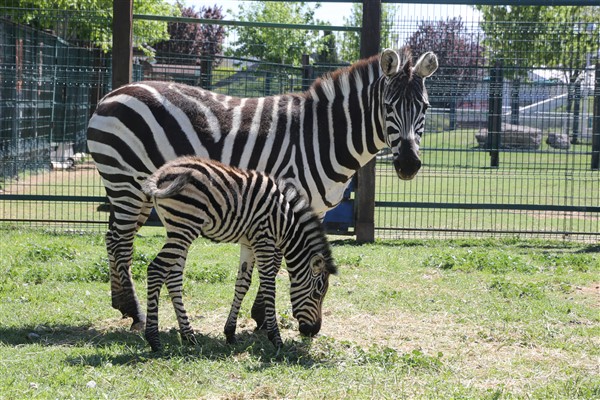   Büyükşehir Hayvanat Bahçesi’nde yeni doğan zebra ilgi odağı oldu