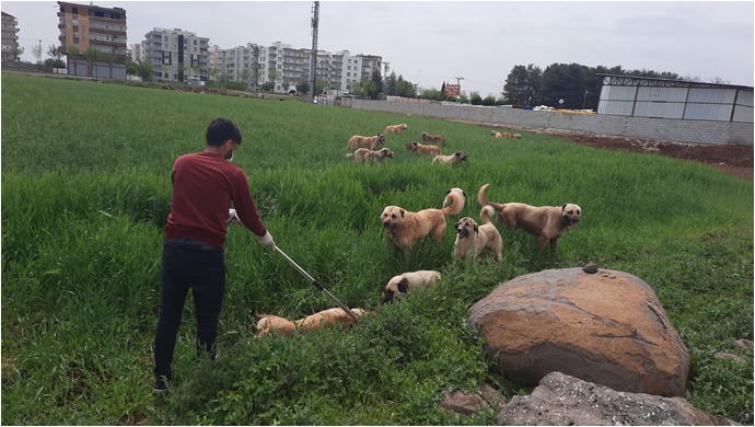 “Çevre il ve ilçelerden sınırımıza sokak köpekleri bırakılıyor”