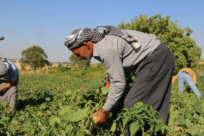 Çiftçi para etmeyen şelengo ekmeyecek