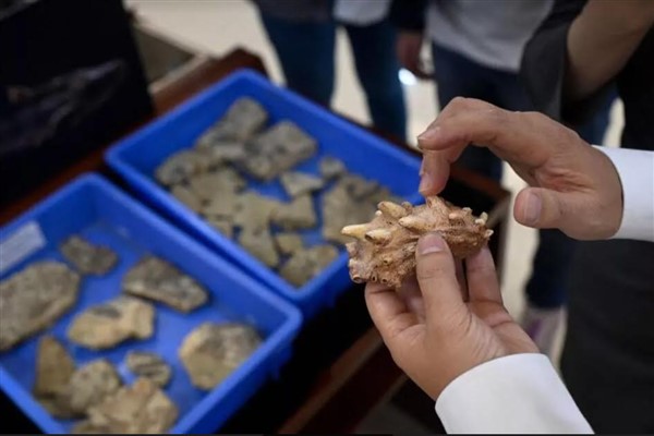 Çin’de tüm kemikli canlıların atası olabilecek 440 milyon yıllık fosiller bulundu
