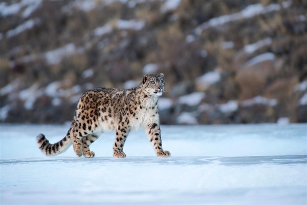 Çin’deki kar leoparlarının sayısı 1200’e ulaştı
