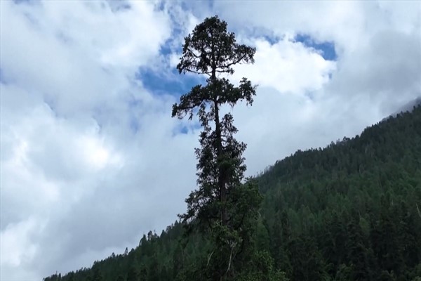 Çin'in en yüksek ağacının boyu 83.4 metre