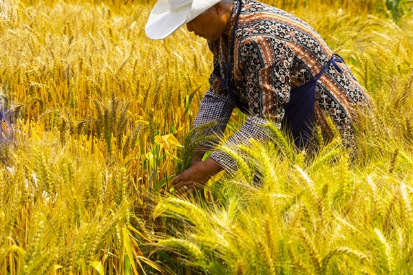 Çin tahıl güvenliğine büyük önem veriyor