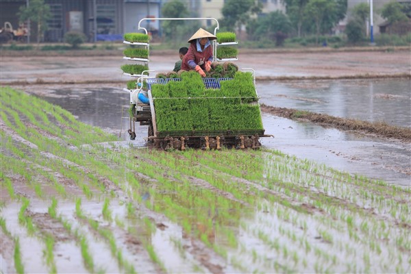 Çin, tahıl üreticilerine tam zamanında sübvansiyon verecek