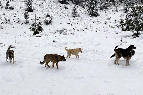 Deprem bölgesindeki sokak hayvanları için 50 ton mama desteği