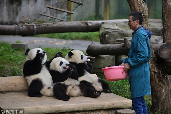  Dünyanın ilk panda okulu, gelecek yıl öğrenci kabulüne başlayacak 