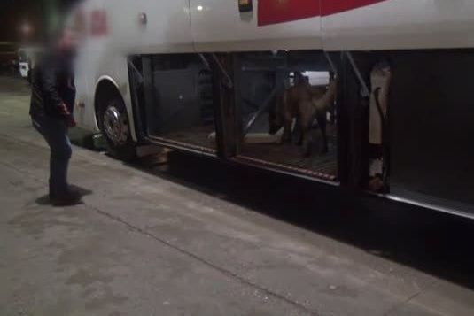 Gaziantep-Şanlıurfa Otoyolu Doğu gişelerinde durdurulan yolcu otobüsünde esrar yakalandı