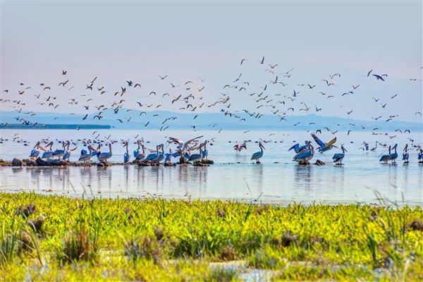 Gelecek nesiller için canlı çeşitliliği bize emanet