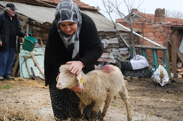 Hak sahibi çiftçilere küçükbaş hayvanları teslim edildi