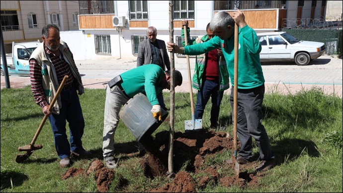 Haliliye belediyesinden ağaçlandırma çalışması-(VİDEO)