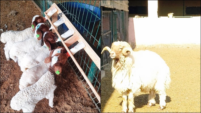 Harran Üniversitesi Tarafından Hayvan Seçiminde Kullanılacak Yeni Seleksiyon Kriterleri Keşfedildi