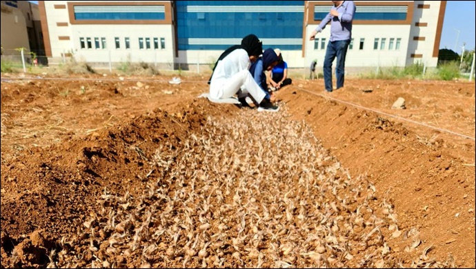 Harran Üniversitesi Dünyanın En Değerli Baharatını Şanlıurfa’ya Yeniden Kazandırdı