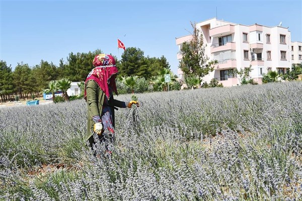 Harran Üniversitesi'nde lavanta hasadı başladı 