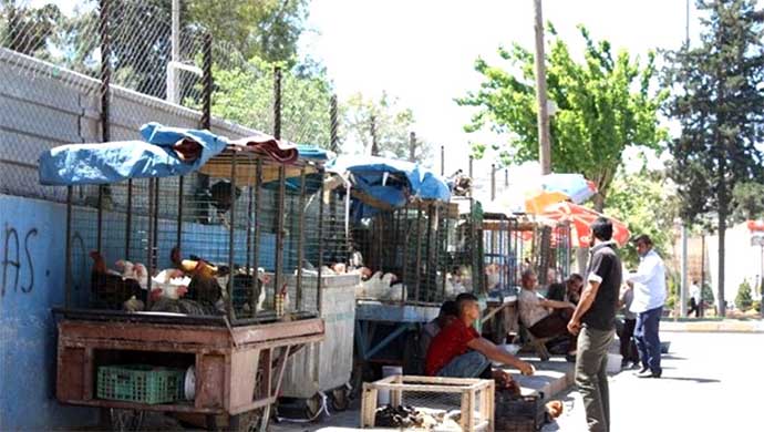 Hindileri kısıtlama vurdu! Urfa'da hindilere rağbet yok