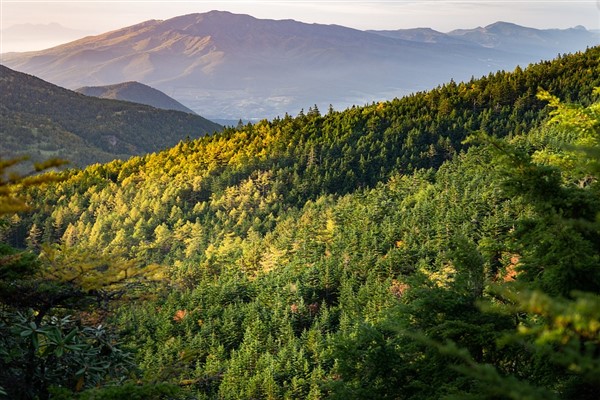 İklime Dirençli Ormancılık Projesi hayata geçiriliyor