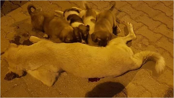 İnfial Yarattı! Köpeği Kim Katletti?