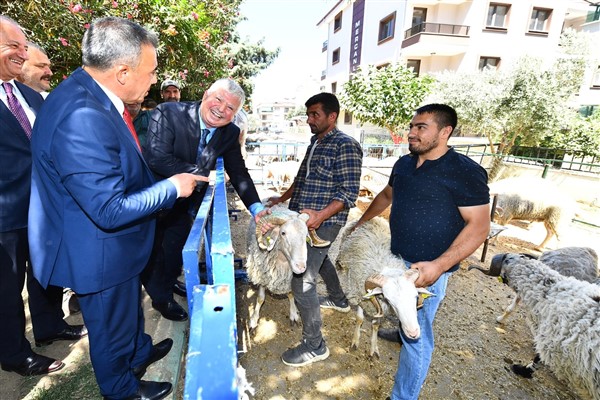 İzmir Büyükşehir'den küçükbaş üreticisine destek