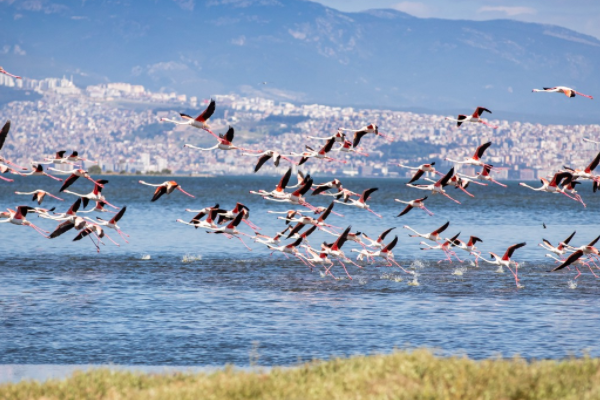 İzmirliler UNESCO adayı Gediz Deltası’nda buluşuyor