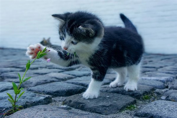 Keşan Belediyesi 1-8 Ekim tarihleri arasındaki nikahlarda kedi maması hediye edecek