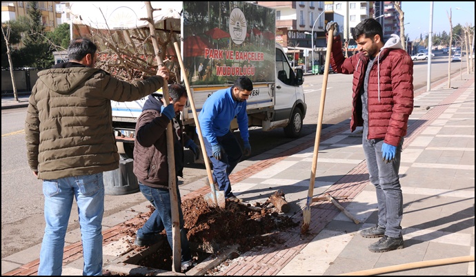 Kuruyan ve kırılan ağaçların yerine yenileri dikiliyor