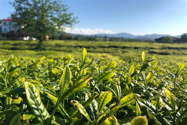 Lipton Doğu Karadeniz’de çay hasadına başladı