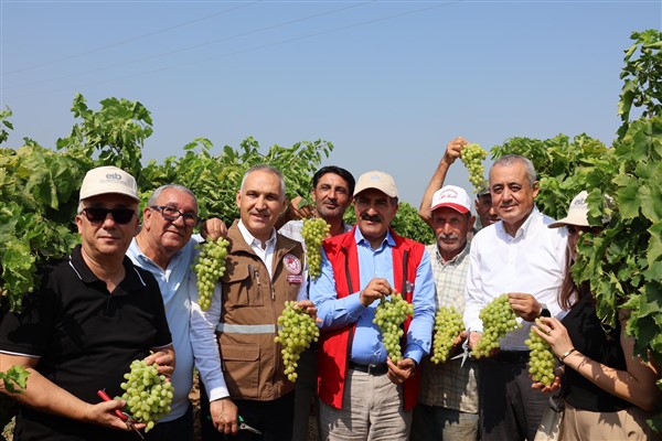 Manisa'da sofralık çekirdeksiz üzümde hasat başladı