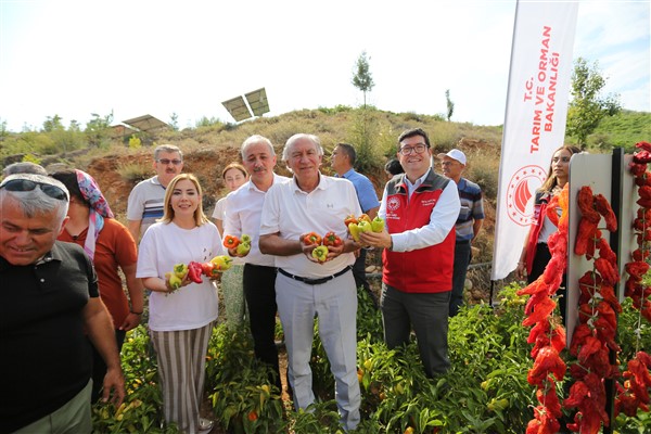 Menteşe’de hasat coşkusu