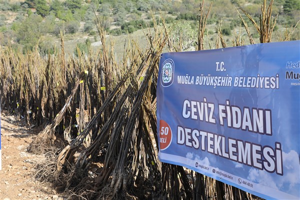 Muğla Büyükşehir Belediyesi fidan dağıtımına devam ediyor