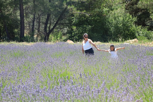 Muğla’da 212 dekar arazi lavanta ile buluştu